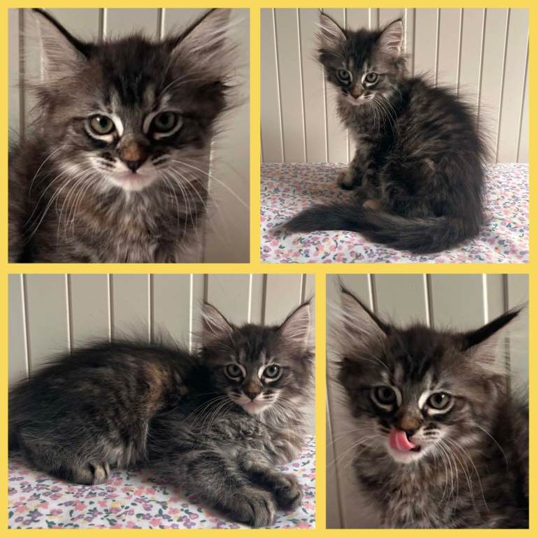 Beautiful Ragcoon kittens - Ragdoll/Maine Coon mix