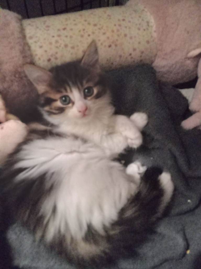 Pending collection - beautiful girl 