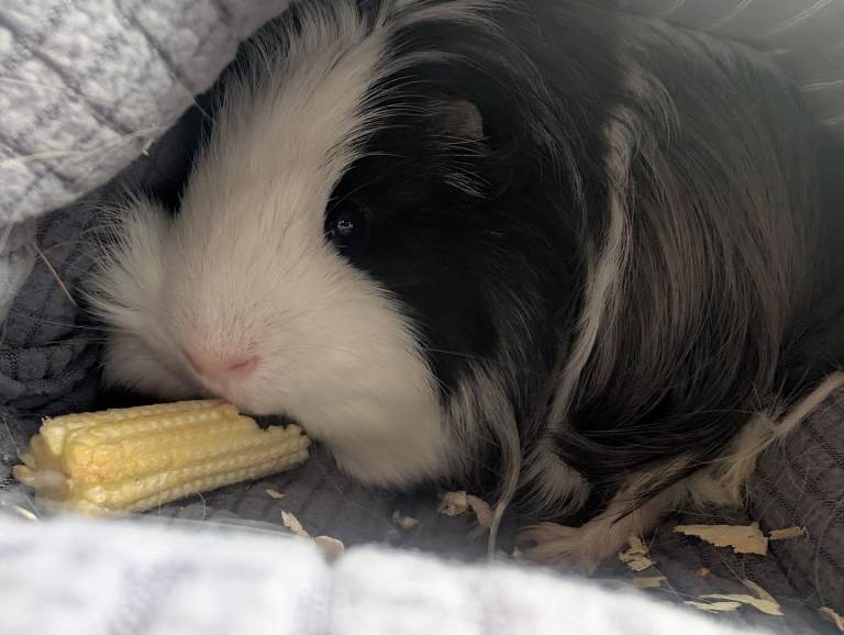Two bonded male guinea pigs