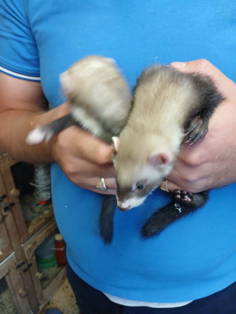 Ferretts for sale Hedge end