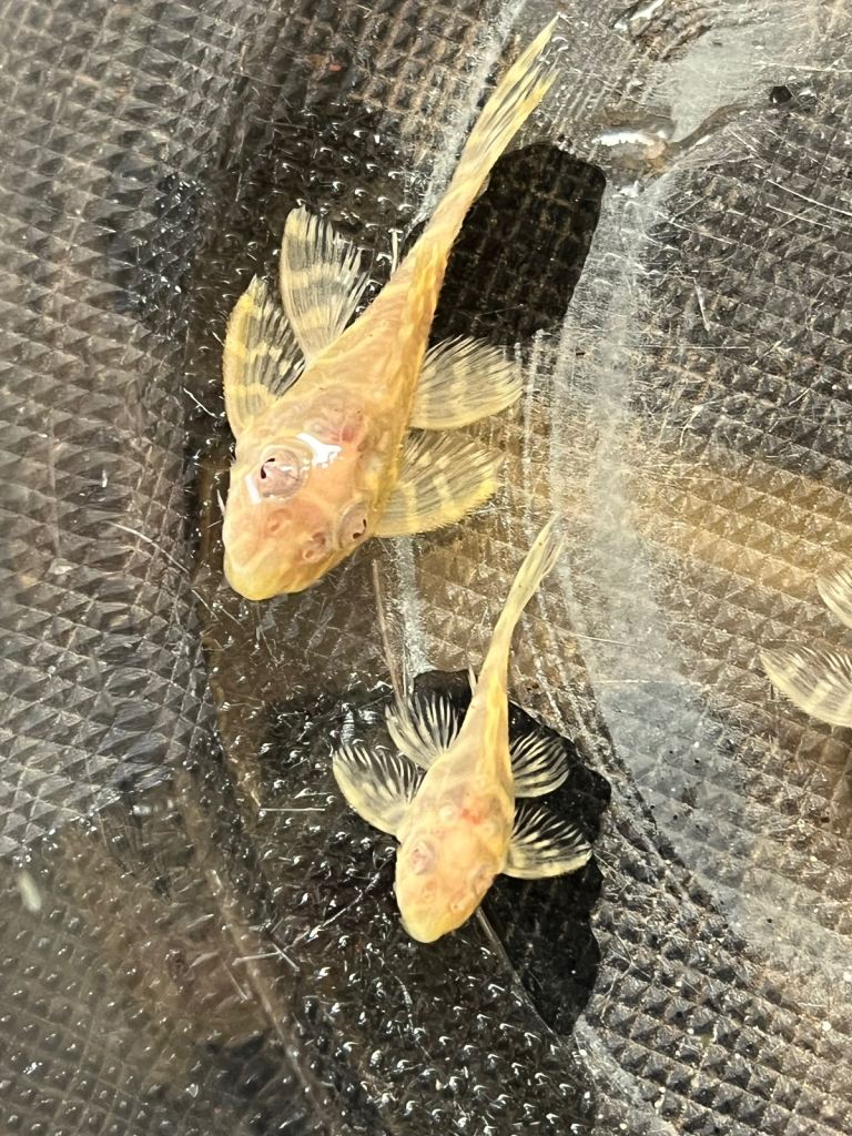 L333 Albino King Tigers. 1” £40