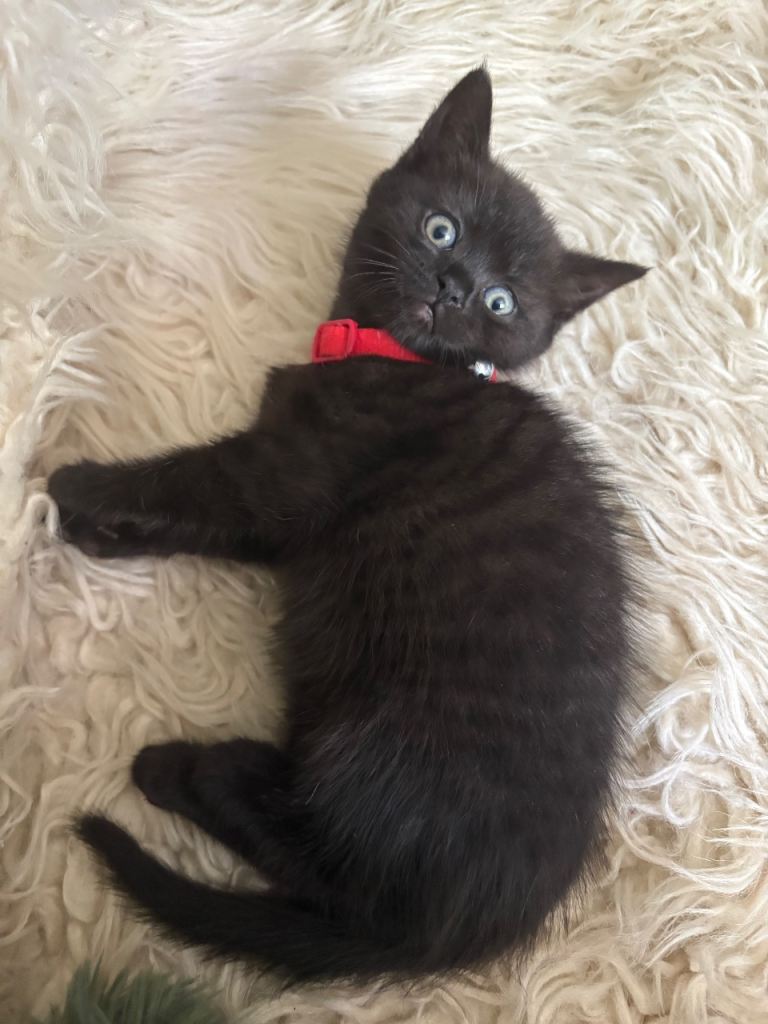 kitten for sale 