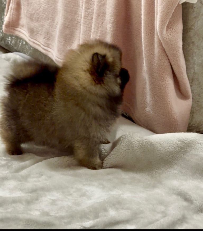 Kc reg Pomeranian pups