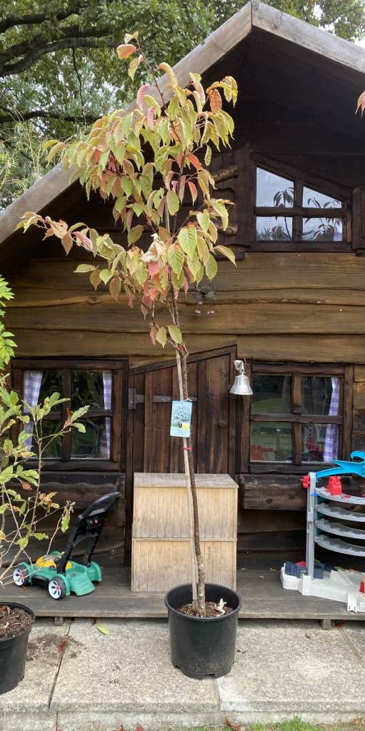 Blossom Tree. Prunus Sarjentii North Japanese Hill Cherry Tree