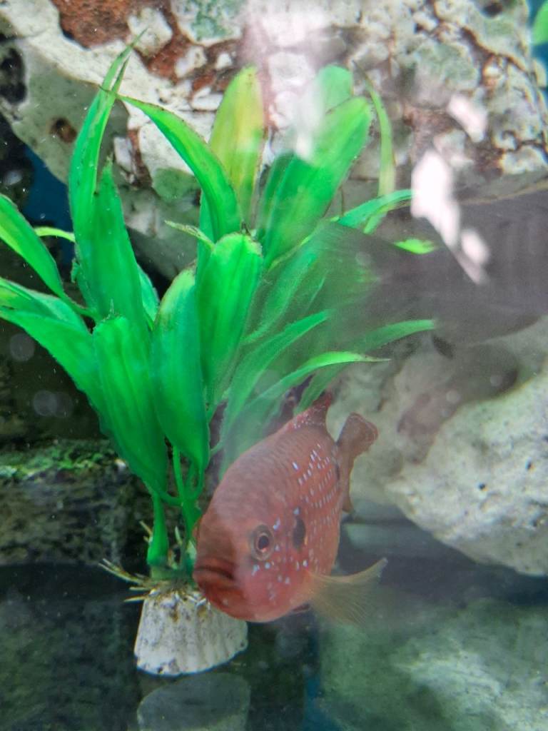 Tropical fish for sale