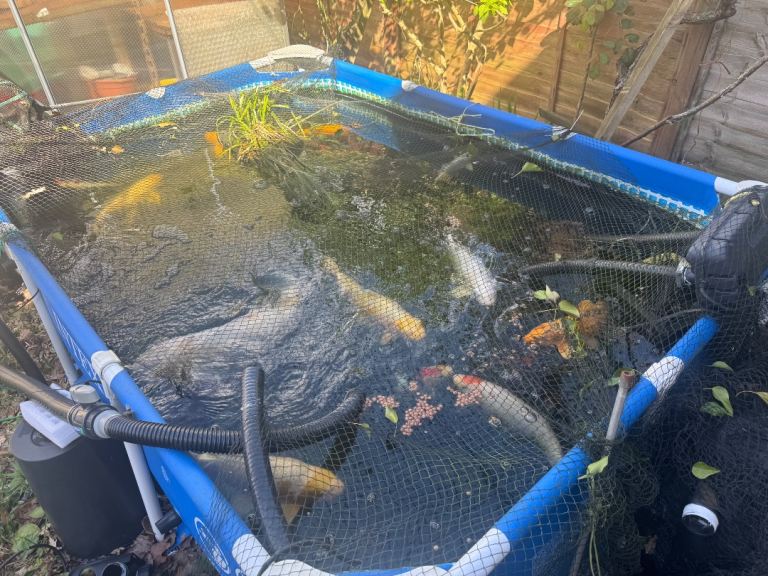 Koi for sale up to 60cm
