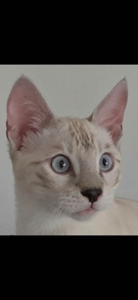 Outstanding Tica Show quality Snow Lynx bengal kittenD