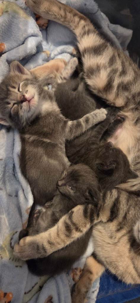 Gorgeous kittens