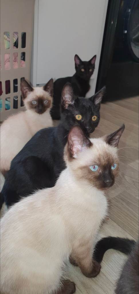Gorgeous kittens