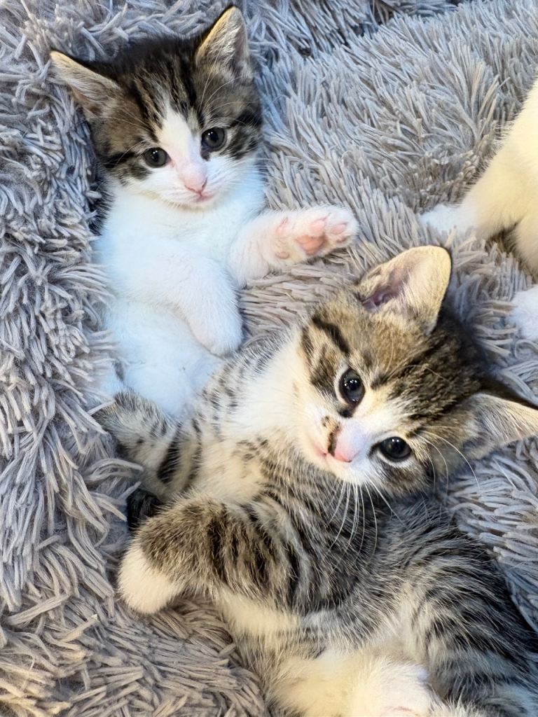 6 beautiful kittens 