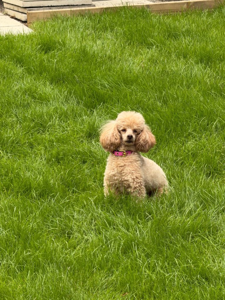 KC registered toy poodle bitch 
