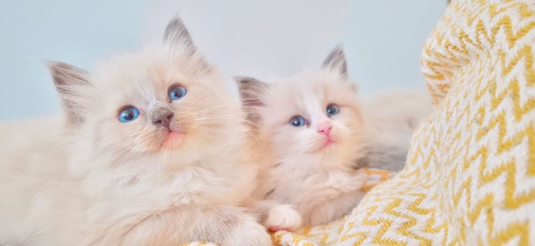 Beautiful Ragdoll Kittens – £750 – 2 Girls & 1 Boy Available
