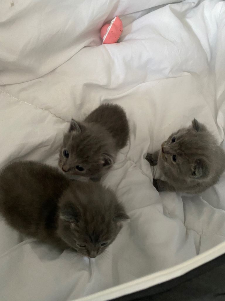 Grey short haired kittens for sale 