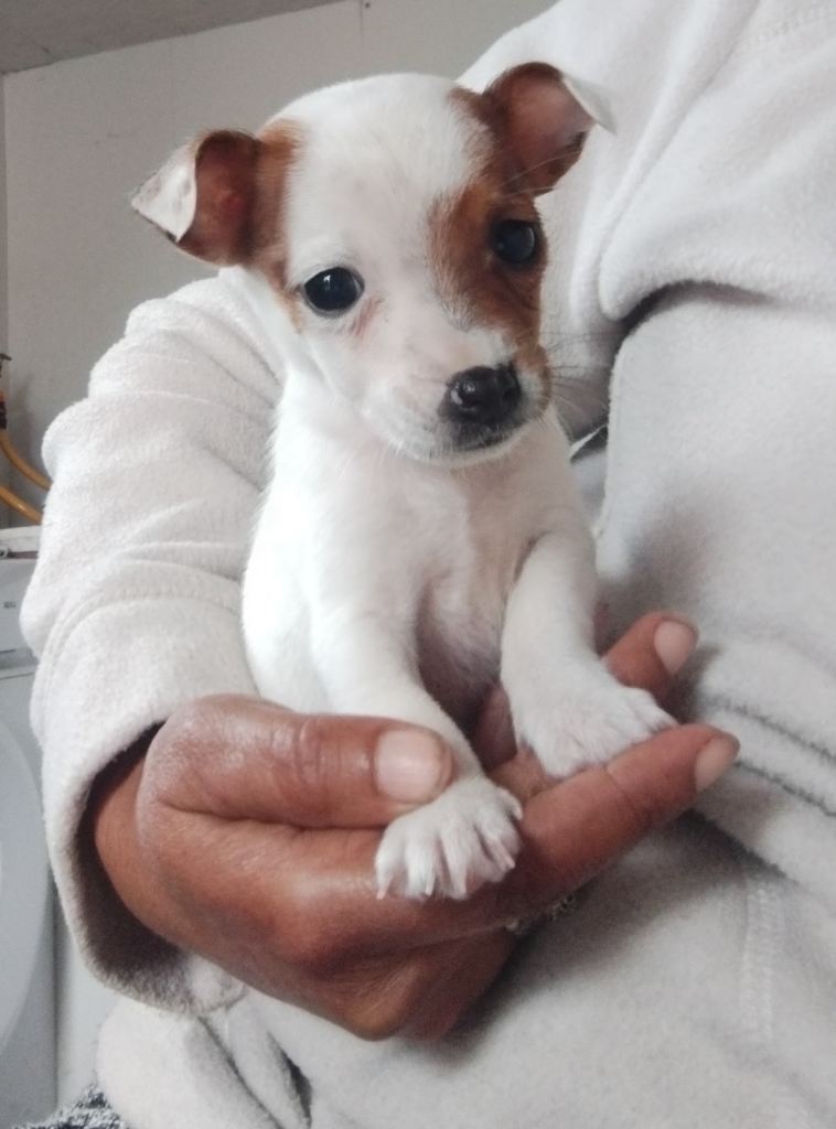 Miniature jack Russell puppies