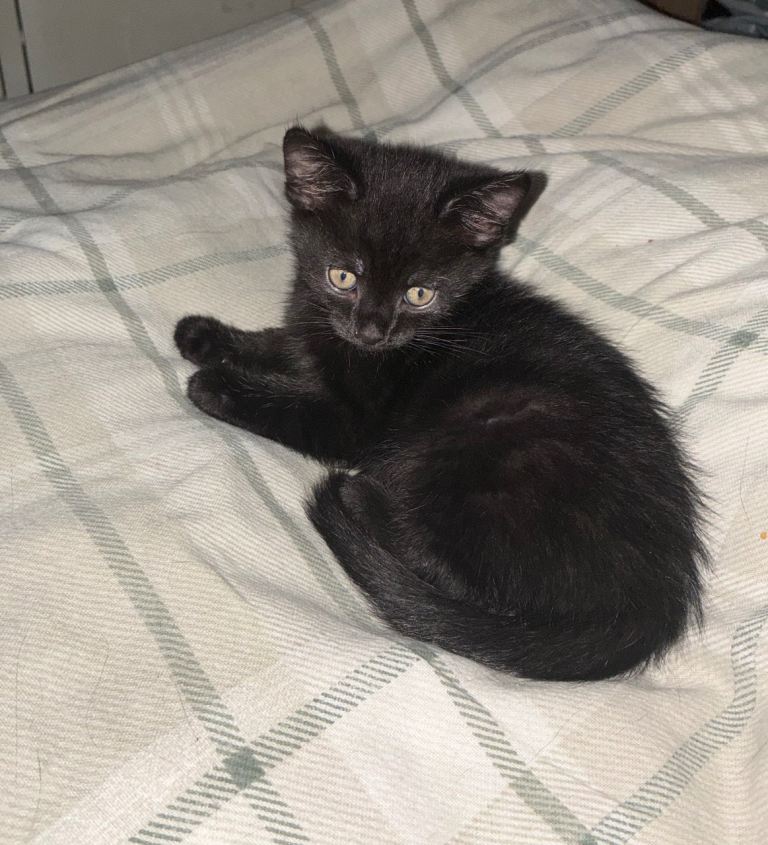 Friendly litter trained, weaned. 8 weeks old 