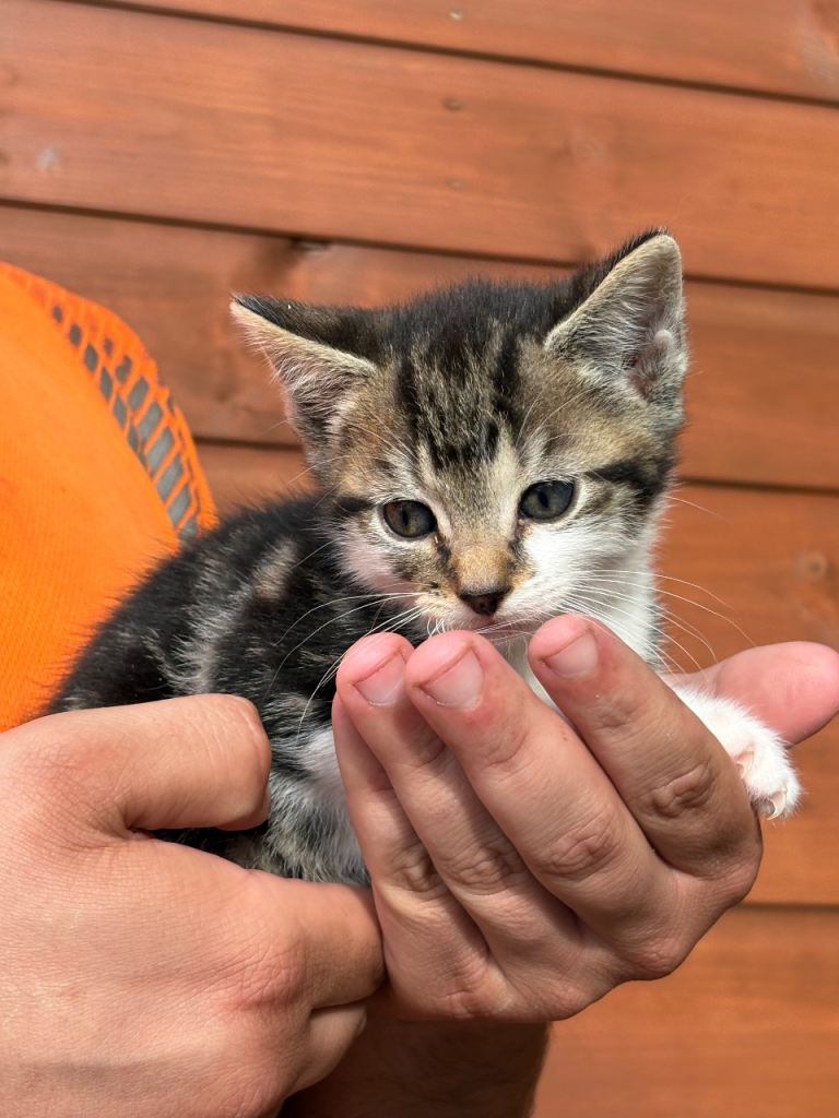 3 beautiful stripy kittens for sale 
