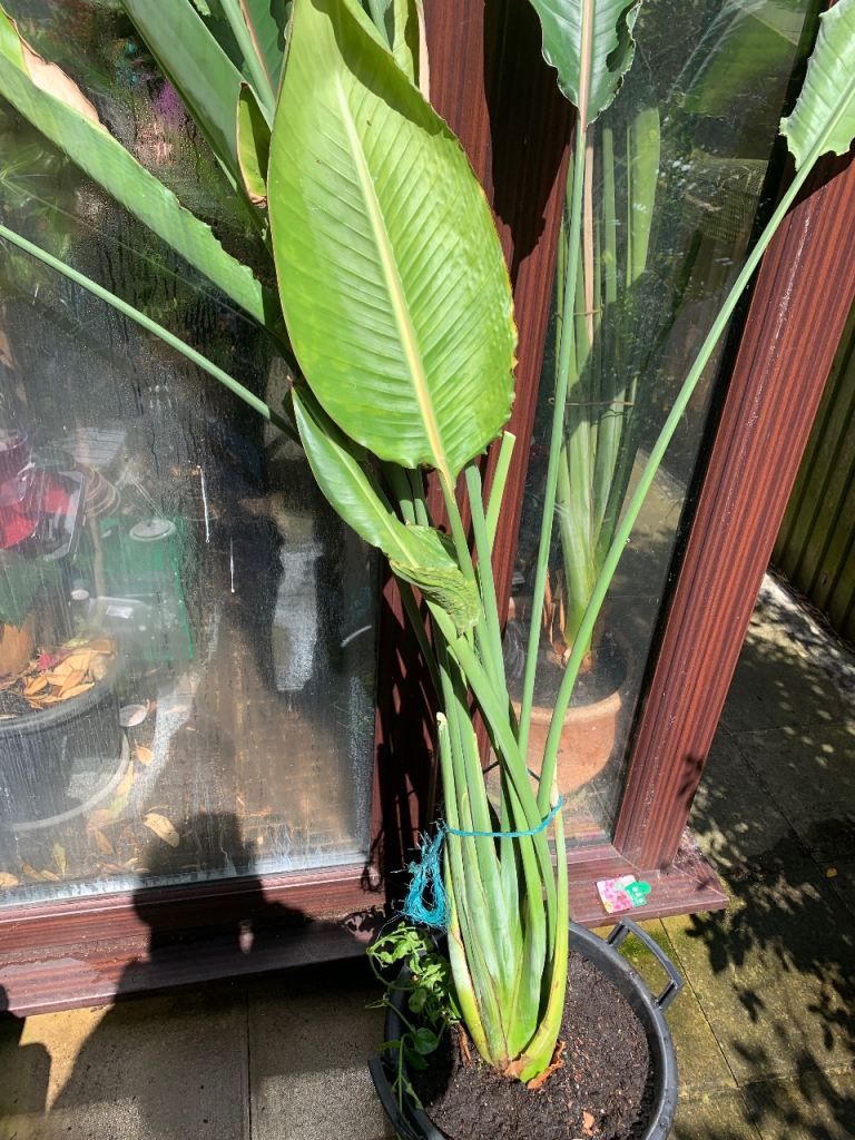 Bird of Paradise Plant 