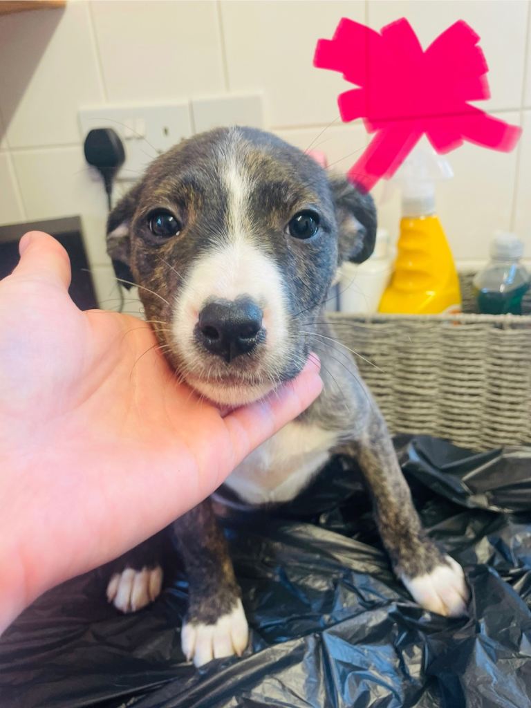 5 Pups £475  MIXEDBREED! 