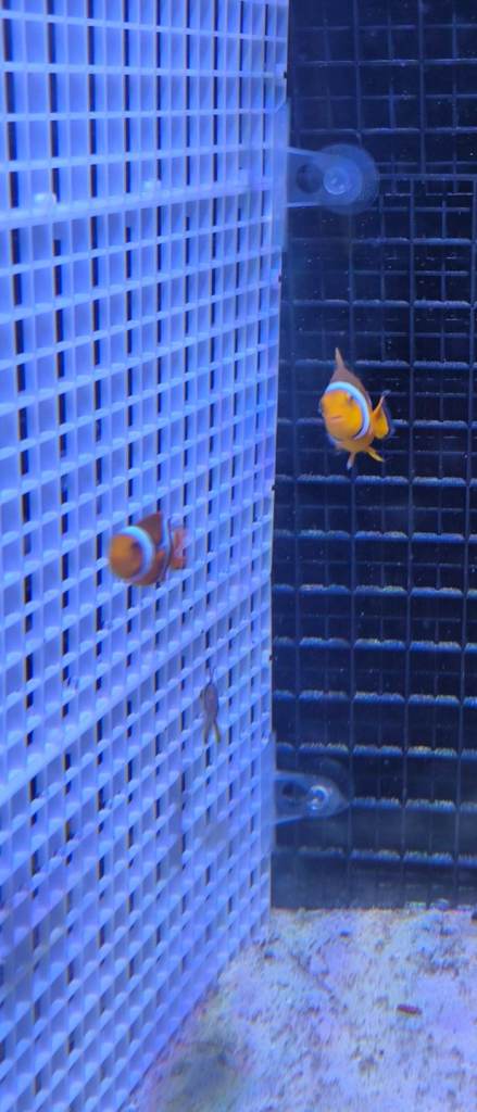Breeding pair of clown fish