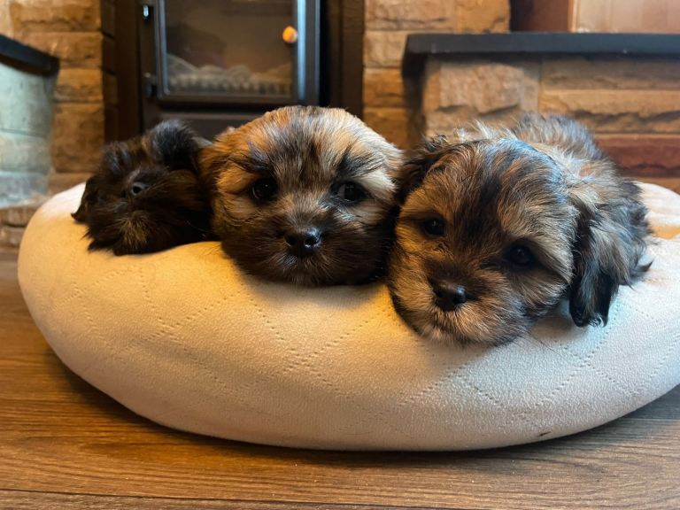 Lhasapoo puppies 🧸 3 girls remaining, ready now!