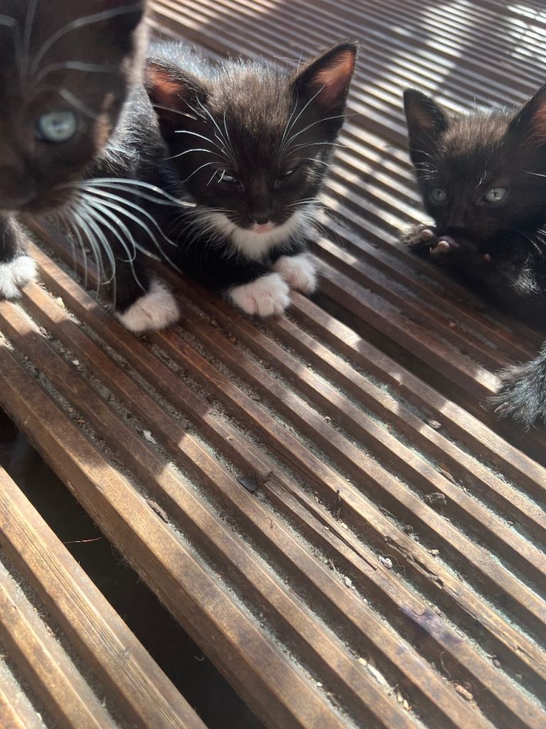 Kittens Tuxedo Black & White mix vet Agreed Very Loving kittens 