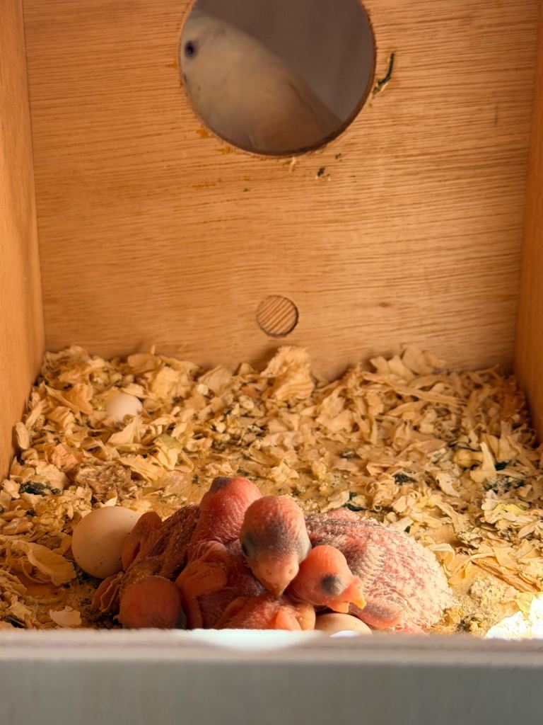 Baby budgies available soon 