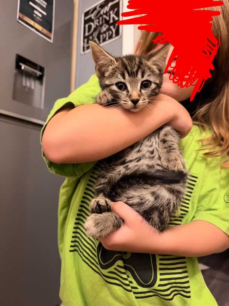 10 week old female kitten