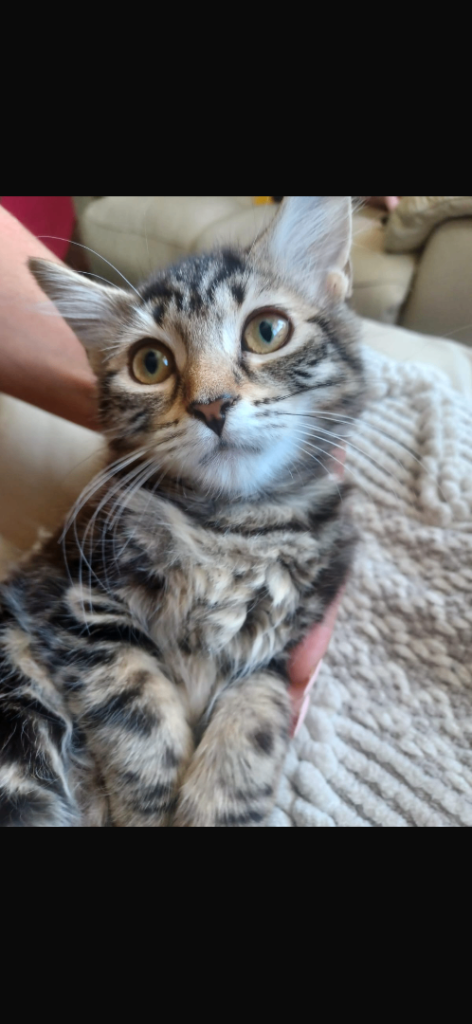 Tabby fluffy kitten 