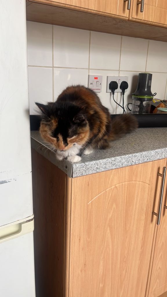 Long haired cat 