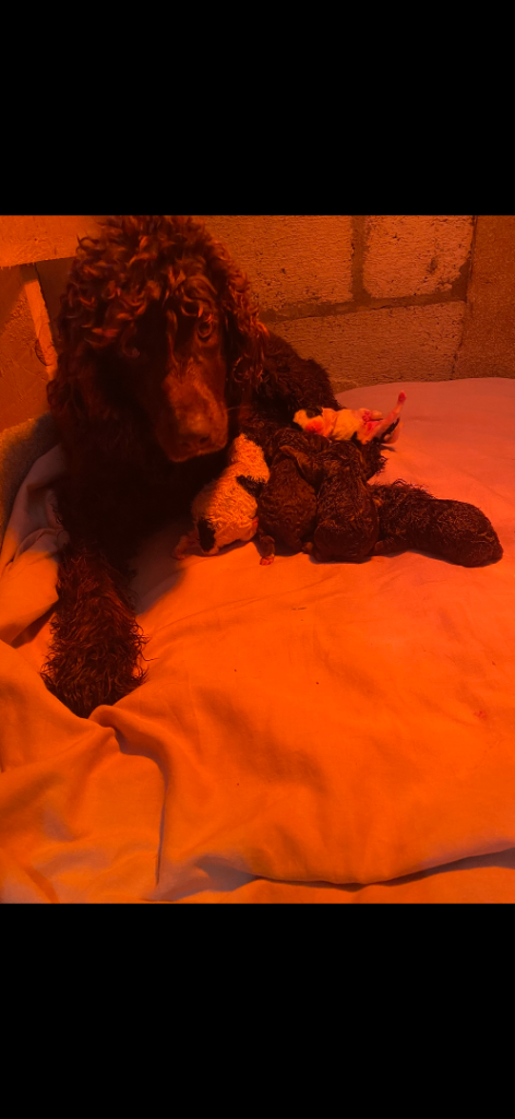 Cockapoo puppies 