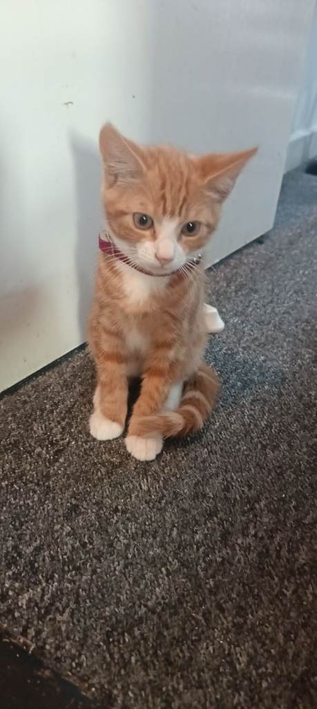 19 weeks old male kitten
