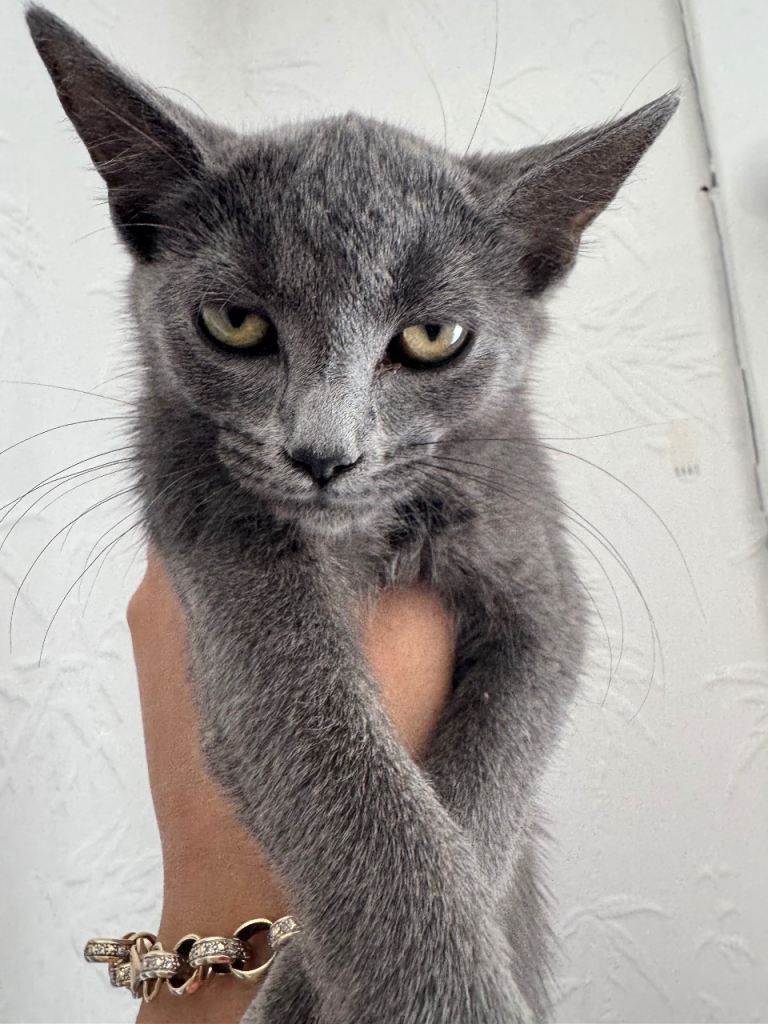 Grey kitten