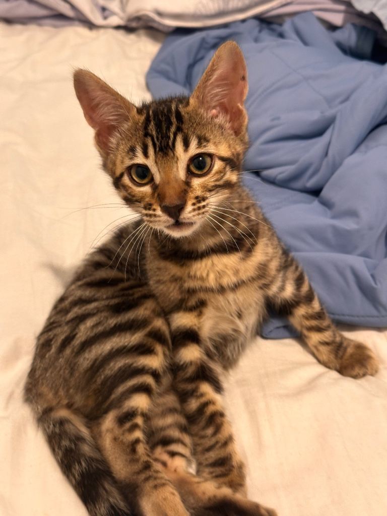 BENGAL FEMALE KITTENS