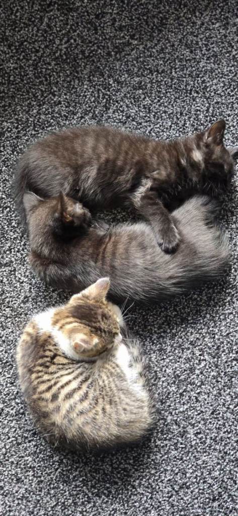 Kittens 