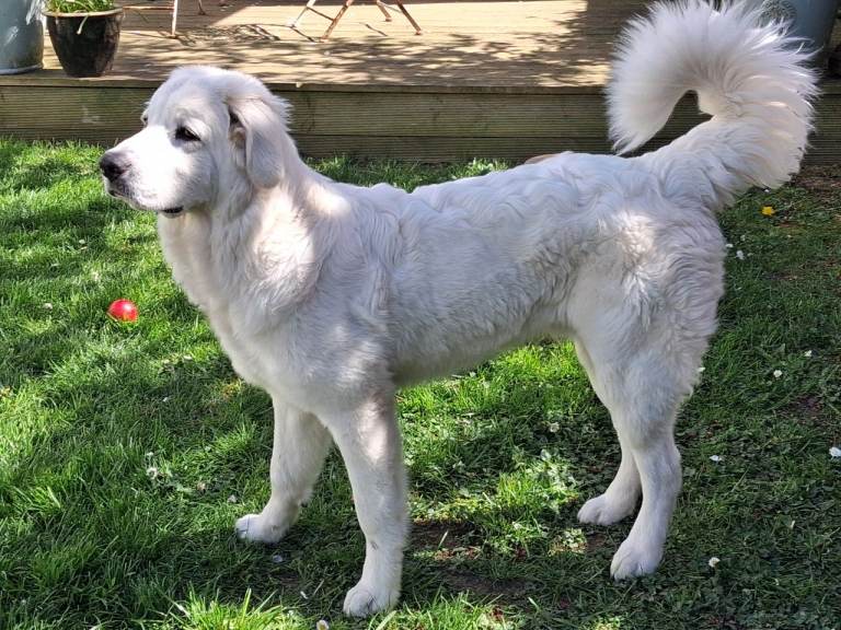 Tatra Polish Mountain pup (£950)