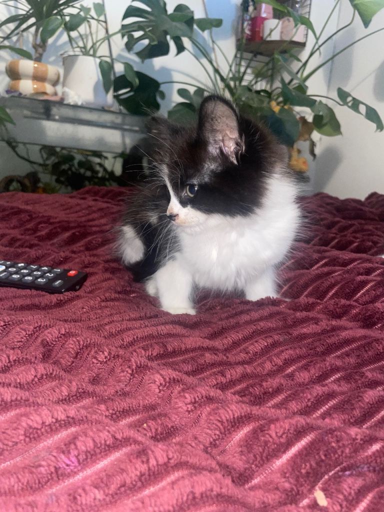 Kittens