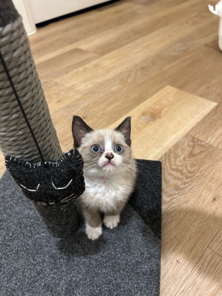 Ragdoll kittens 