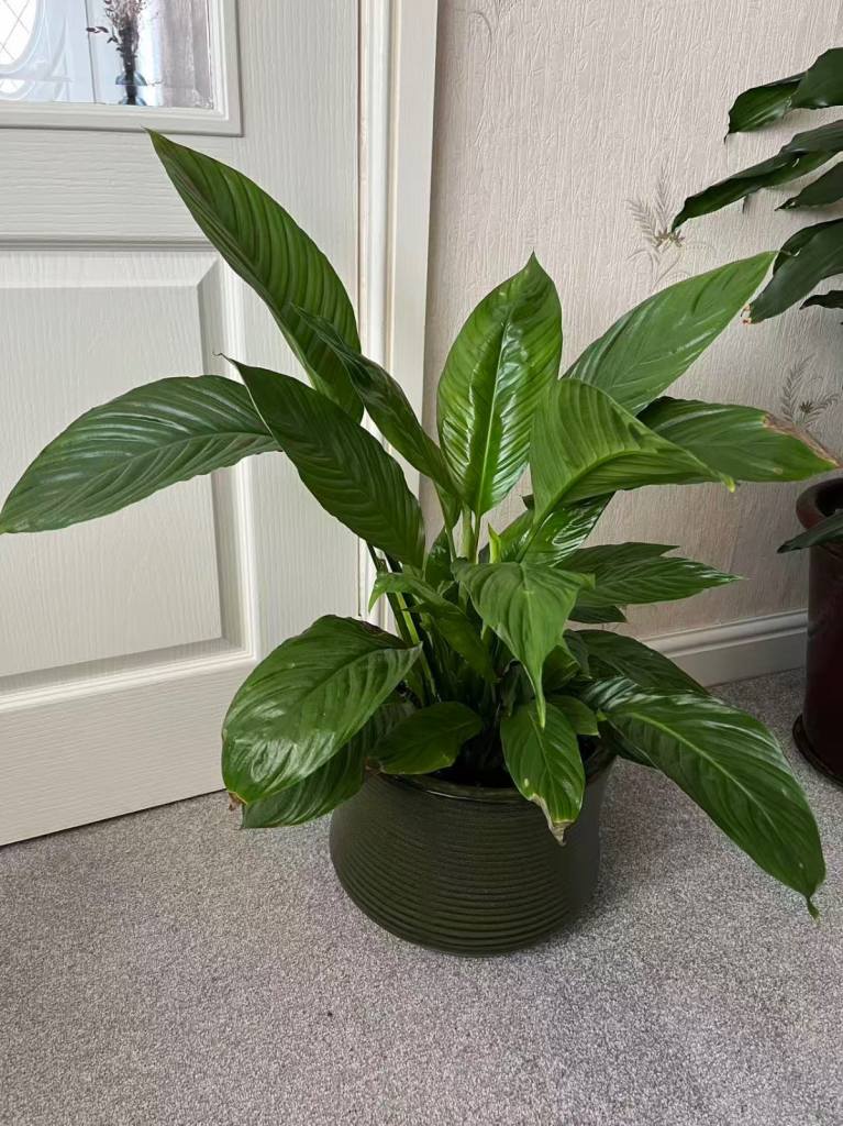Lovely plant with lovely pot 