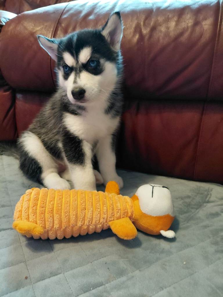 Husky puppies for sale