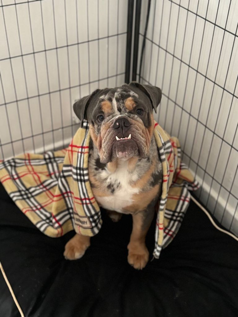 English bull dog male