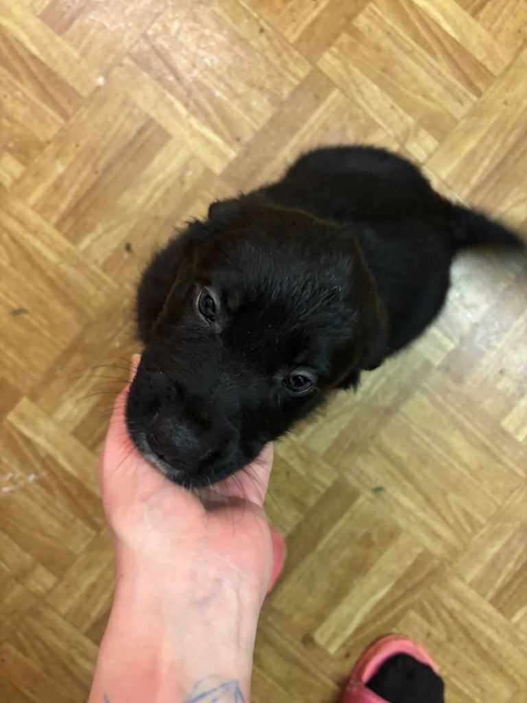 Border collie retriever pups