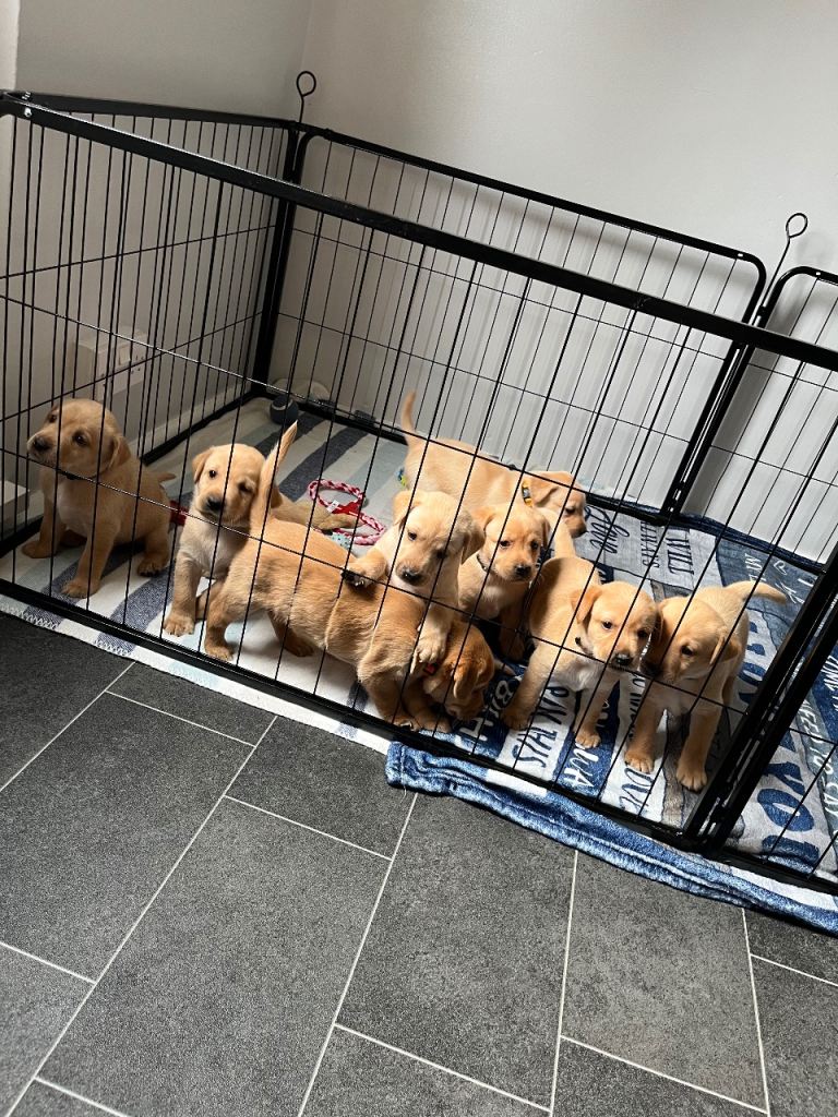 Labrador Retriever Puppies – 2 Girls & 7 Boys 🐾