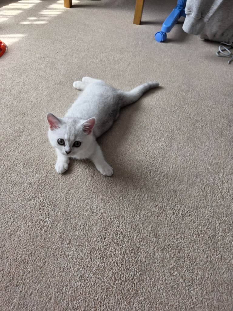 british shorthair kitten