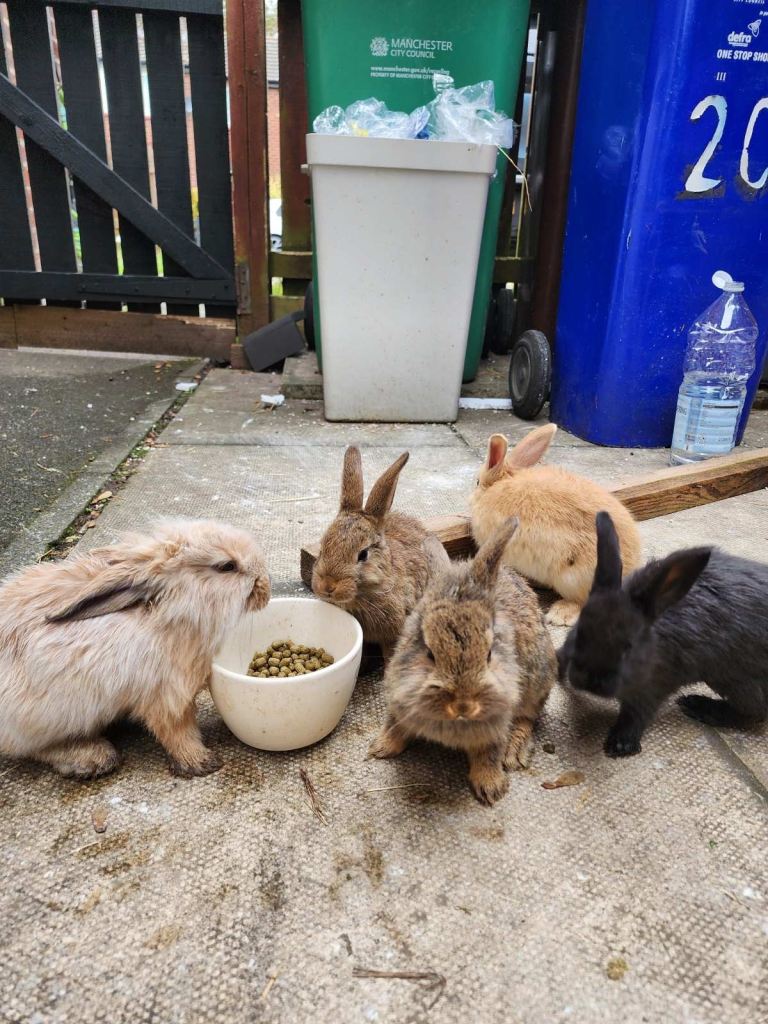 6 rabbits 
