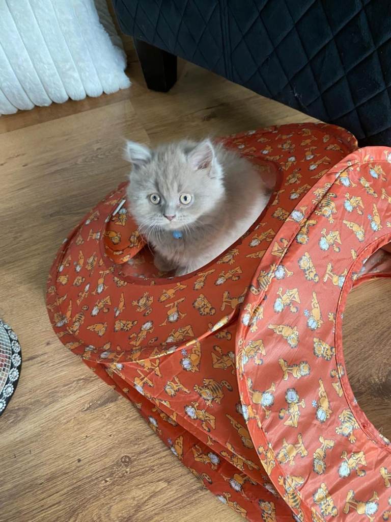 Blue kitten 