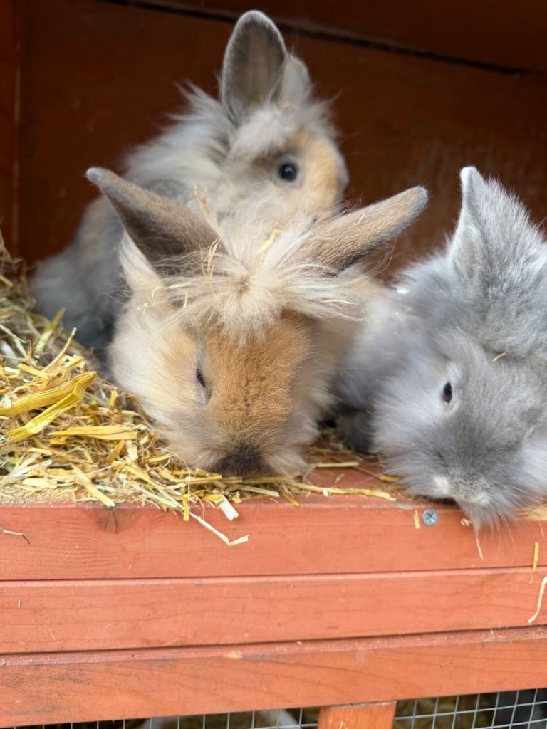 Baby lion head rabbits 