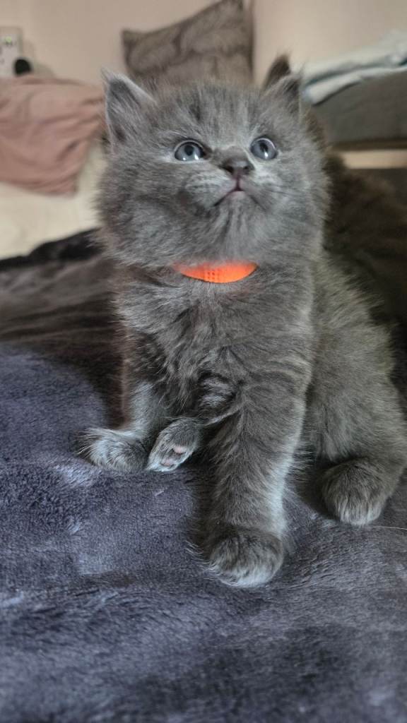 Cuddly kittens for sale british shorthair 