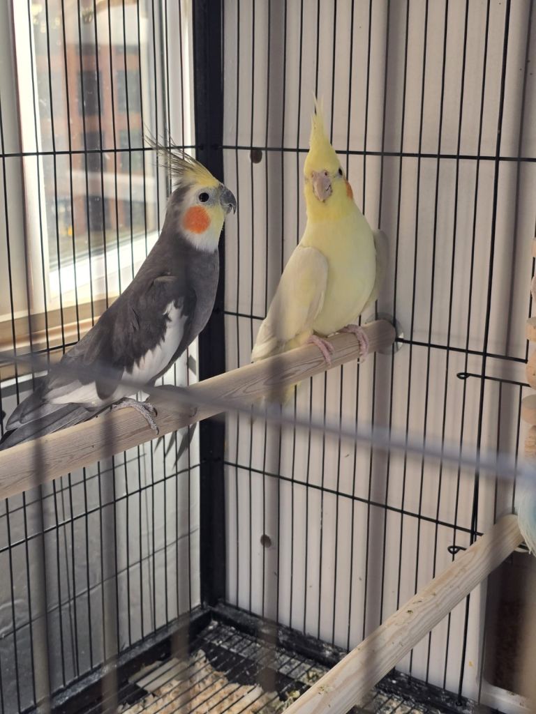 Cockatiel Birds for Sale