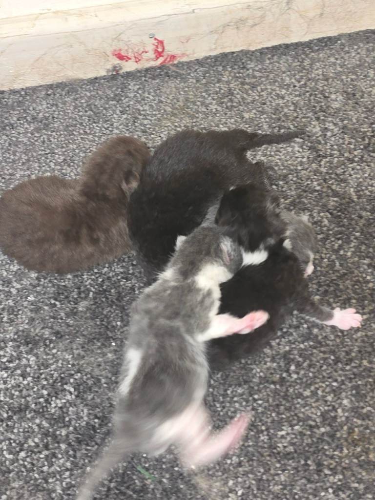 British blue cross ragdoll kittens 
