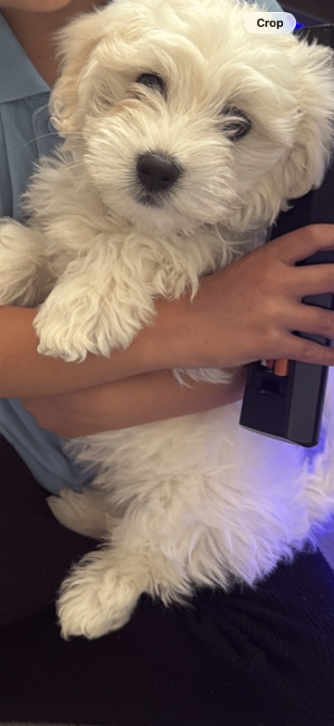 Maltese